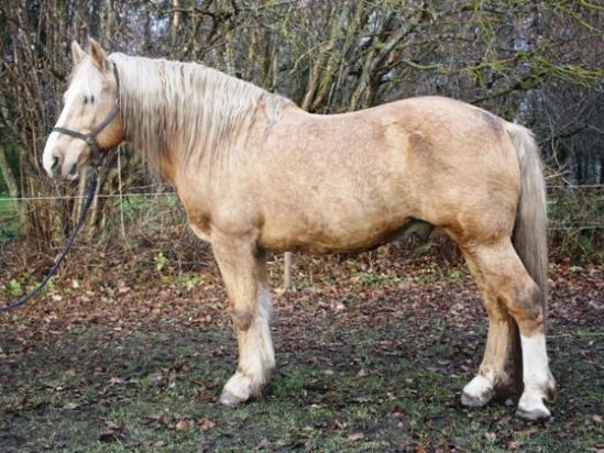 Tori täkk Lunoid 13 771 T Pikknurme,